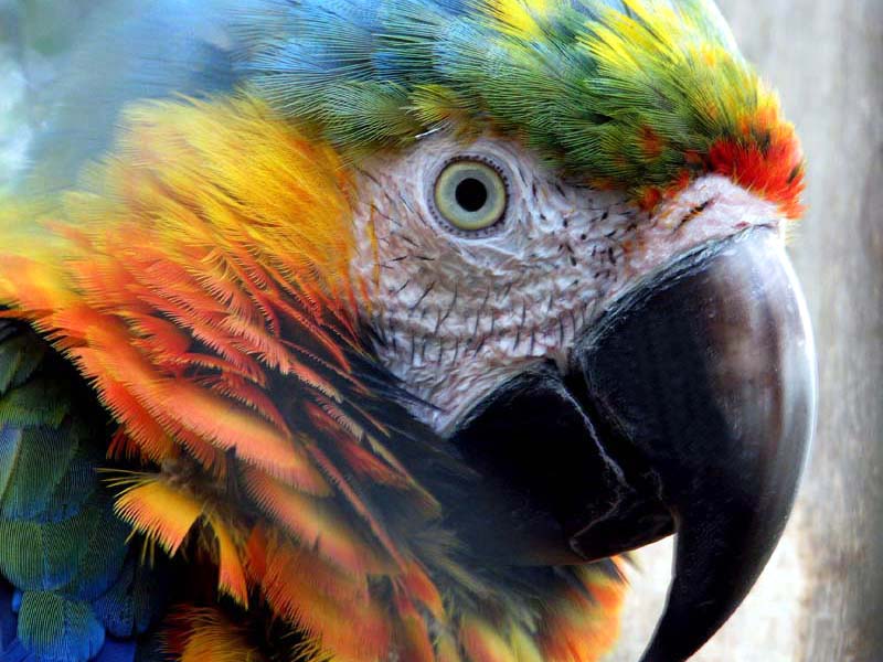 Parrot portrait Panama.jpg
